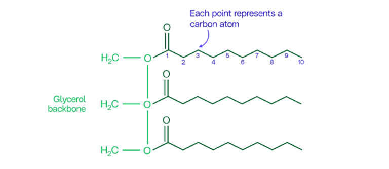 Fat molecule small